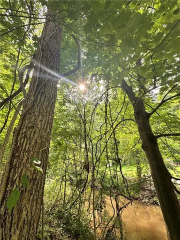 a yard with tall trees