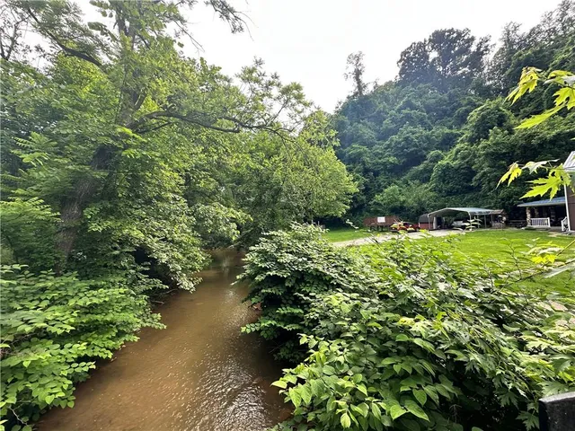 a view of a garden with plants and large trees