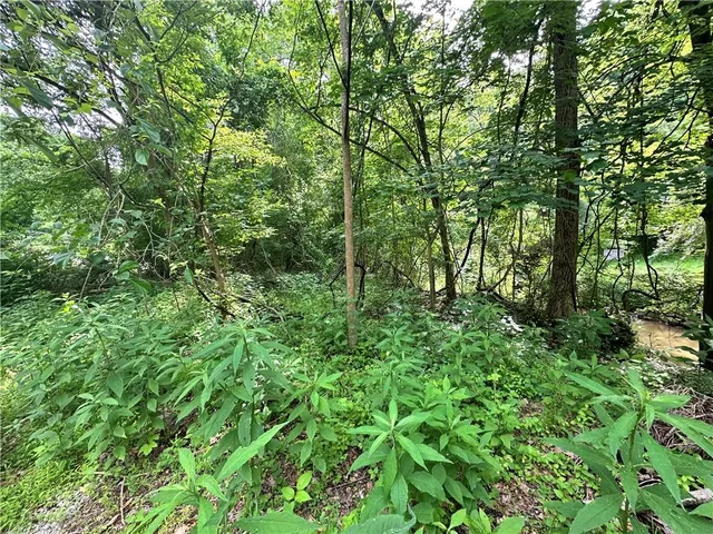 a view of a lush green forest with lots of trees