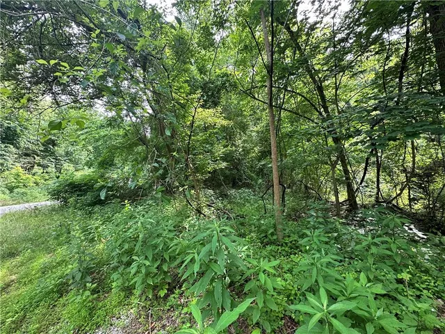 a view of a lush green forest