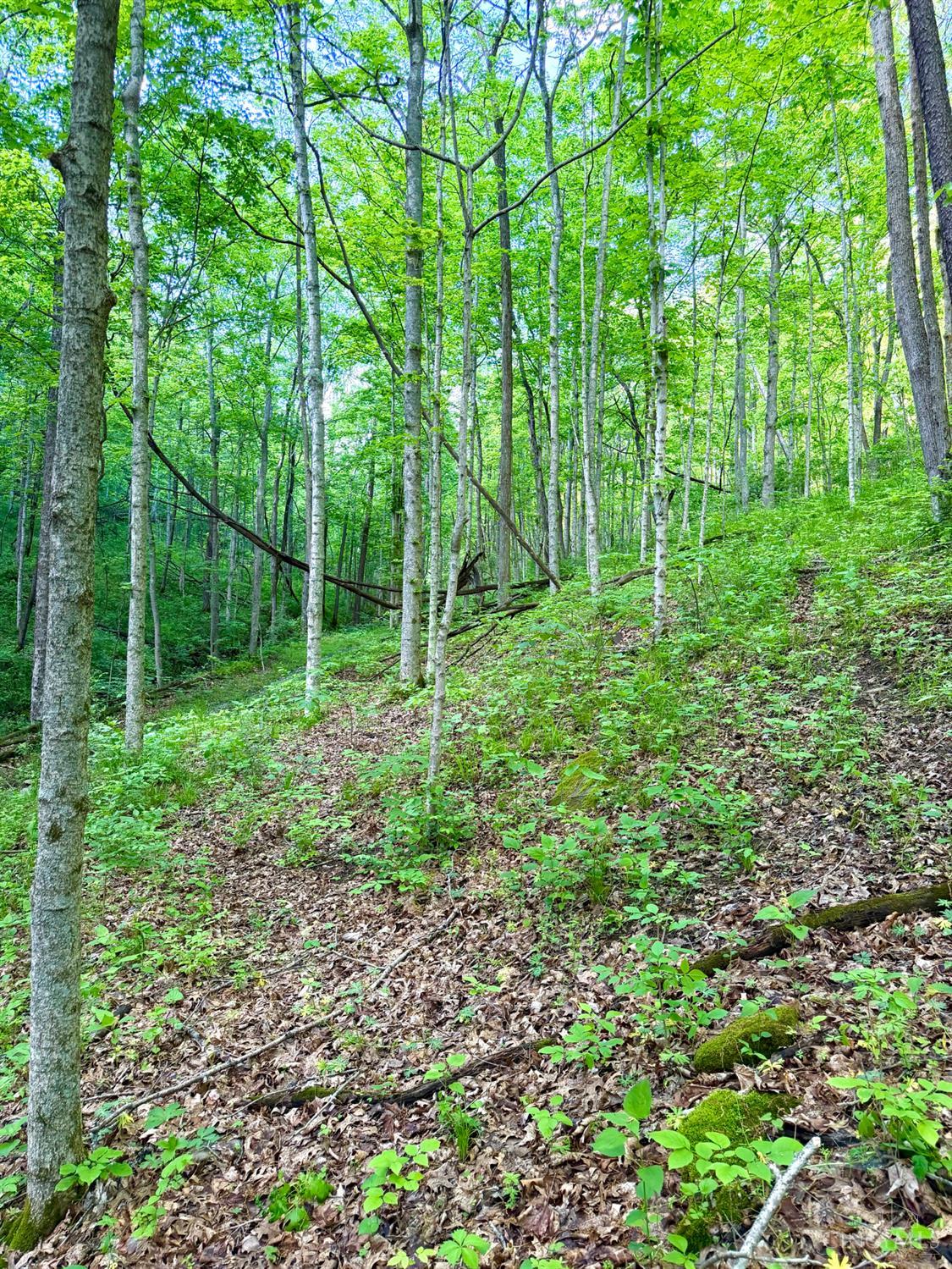 0 Maynard Road Ripley, OH 45167 - Photo 42 of 99