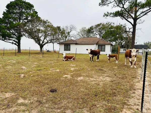 a view of a yard with a tree