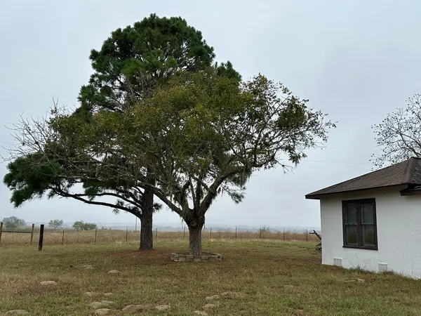 a view of lake with tree