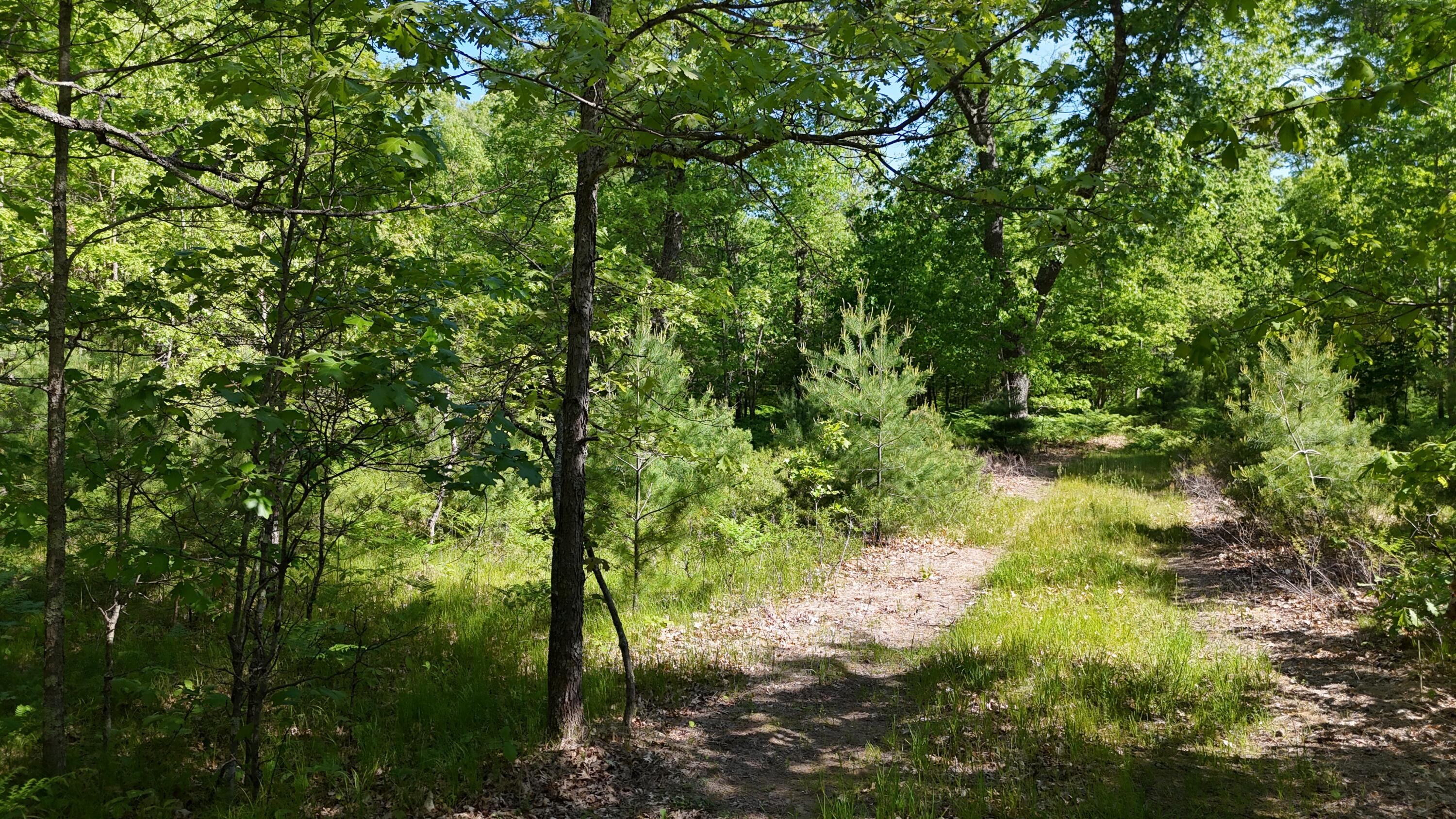 7 West Mile Road Irons, MI 49644 - Photo 49 of 49 DJI_20260604102007_0262_D