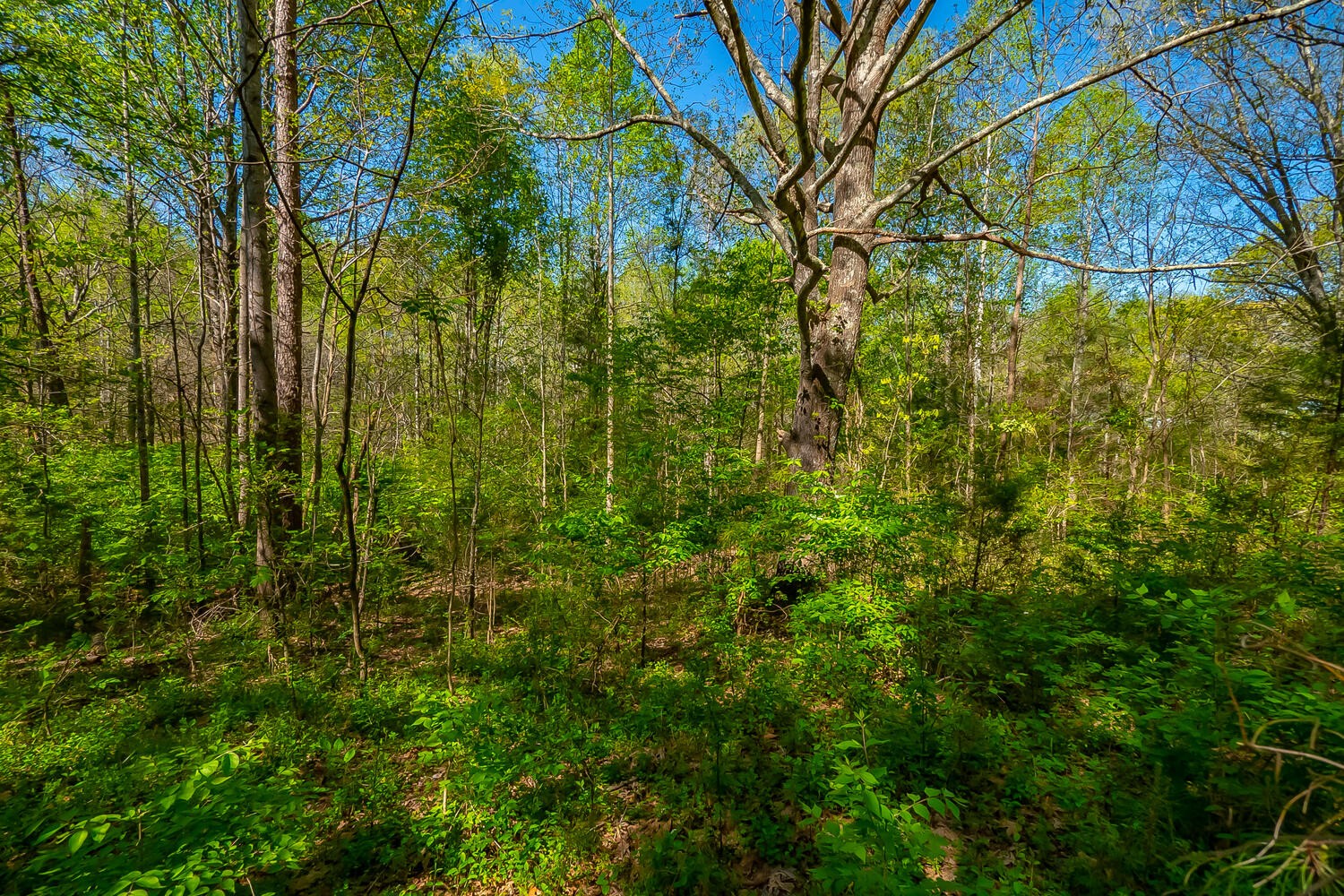 5715 Wilkins Branch Road Franklin, TN 37064 - Photo 20 of 29 Gallery Image 20