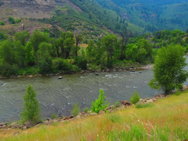 a view of a yard with plants and large trees