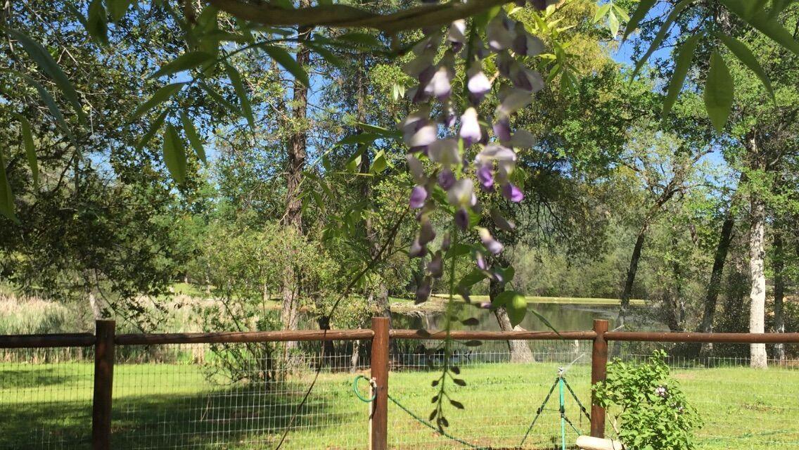13148 South Fork Road Igo, CA 96047 - Photo 40 of 50 POND