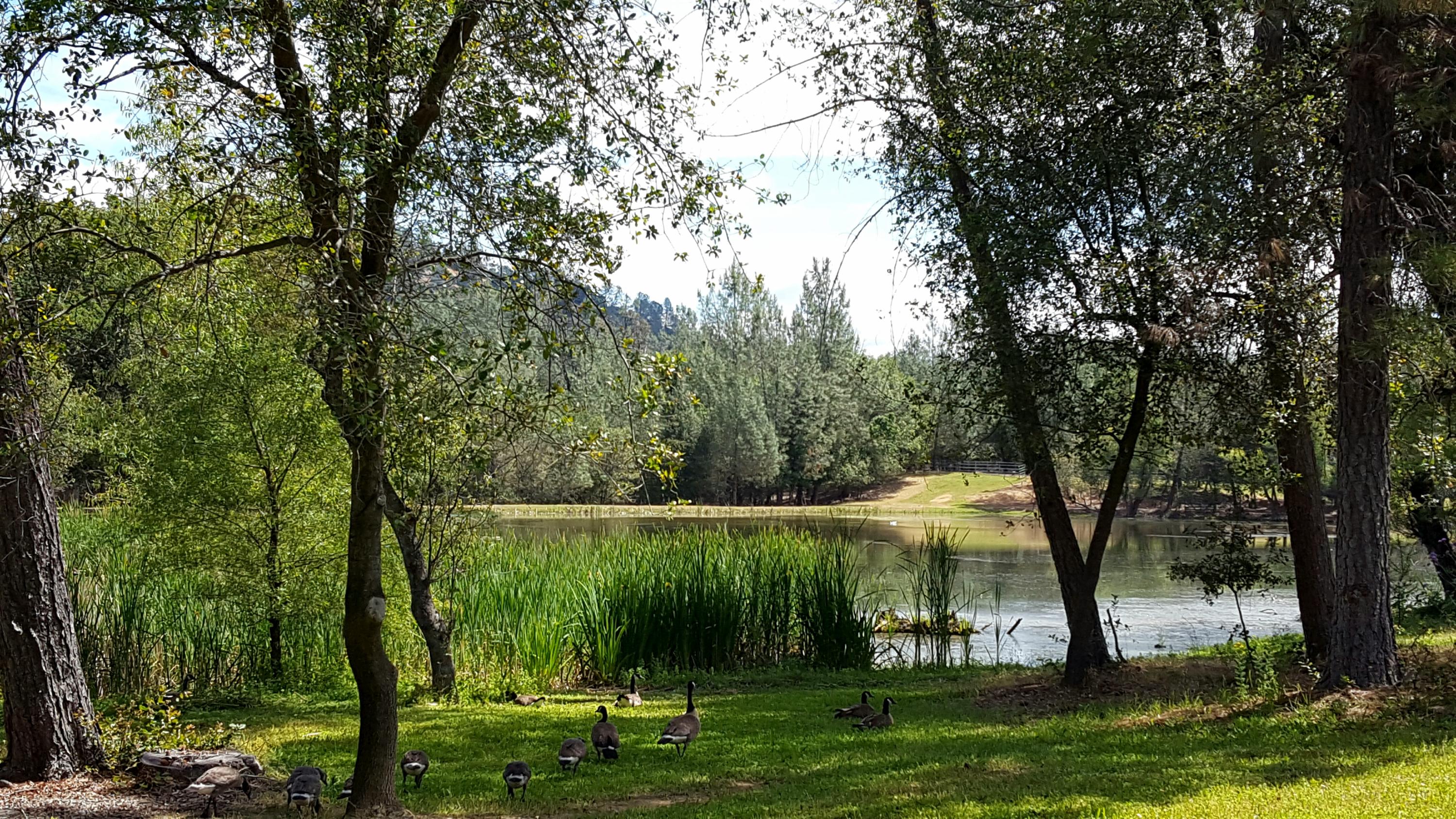 13148 South Fork Road Igo, CA 96047 - Photo 8 of 50 LARGE POND