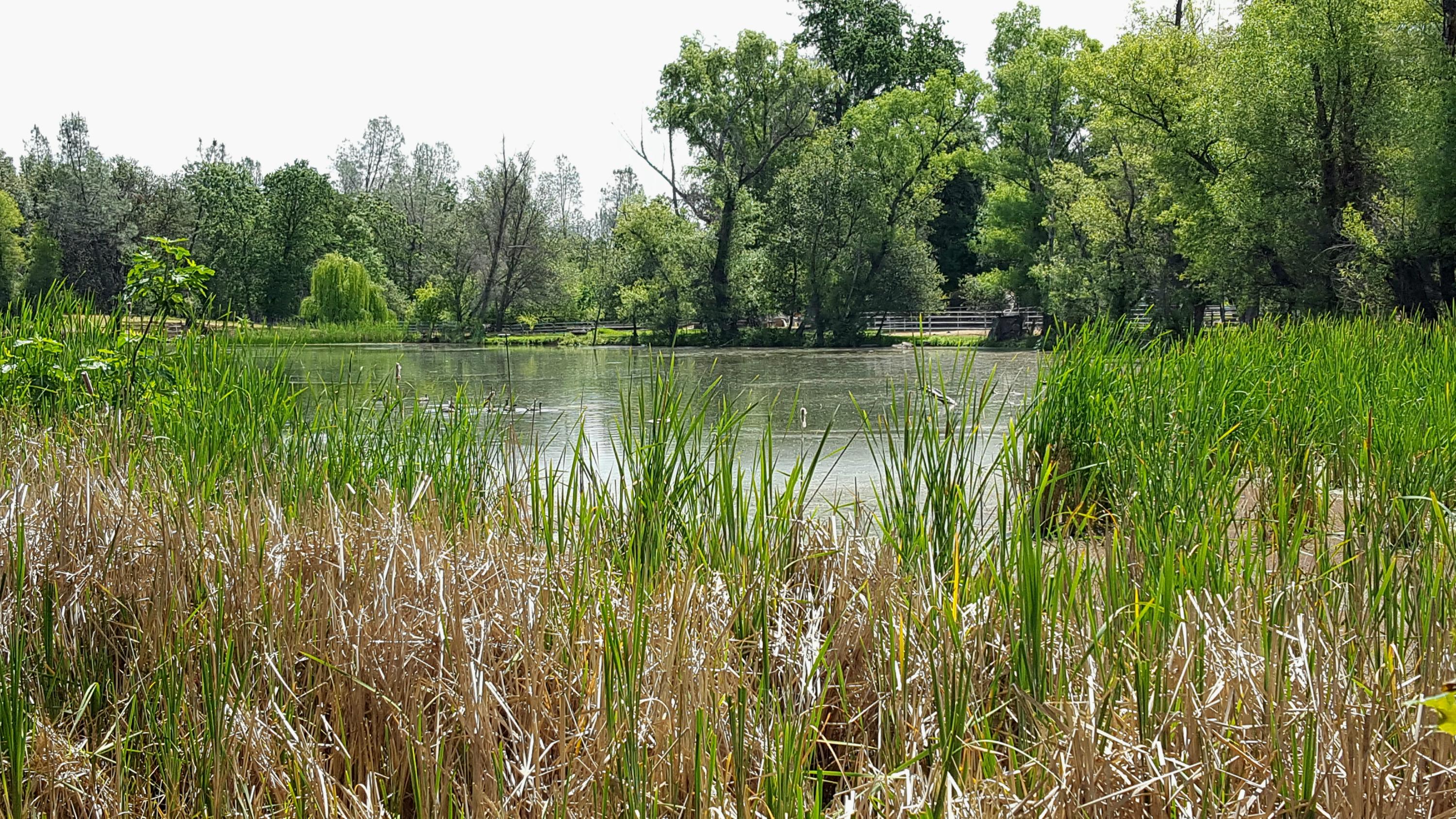 13148 South Fork Road Igo, CA 96047 - Photo 9 of 50 BEAUTIFUL POND