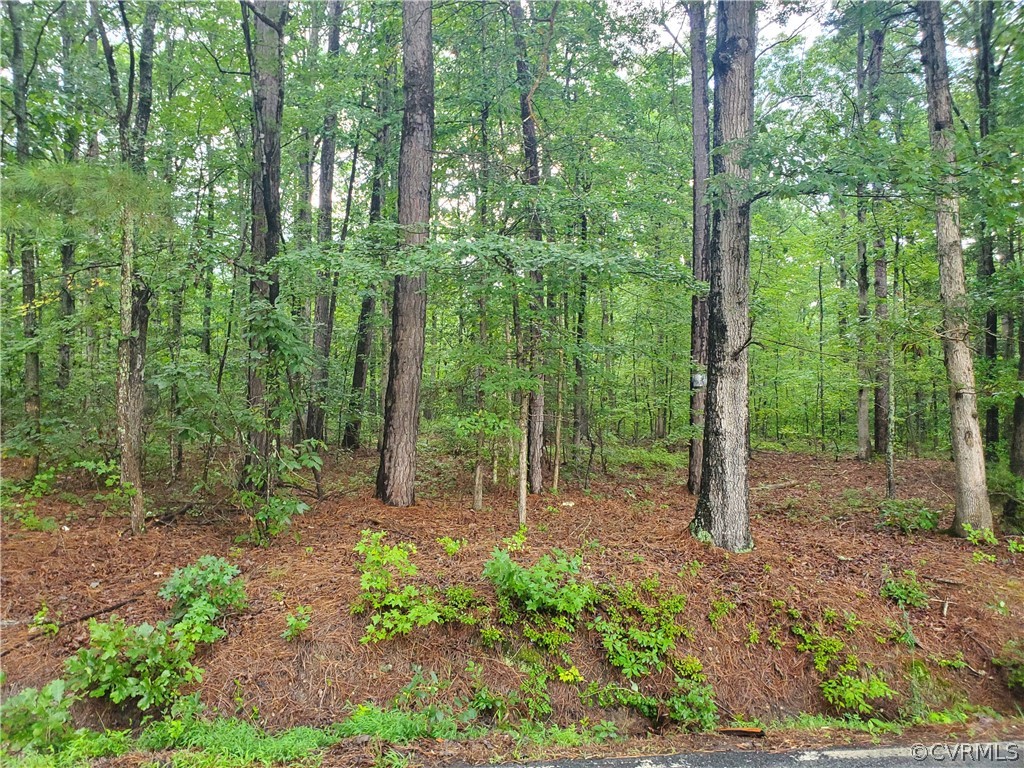 a view of a forest with trees