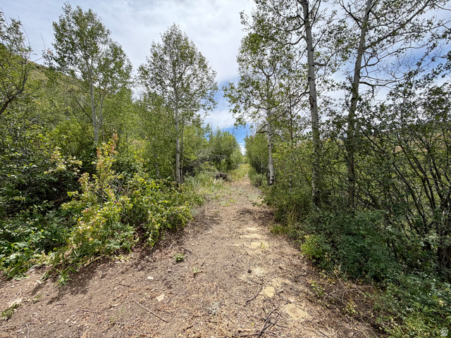 1133 Paris Canyon Road Paris, ID 83261 - Photo 55 of 75 Natural terrain pathway lined with mature trees and dense foliage