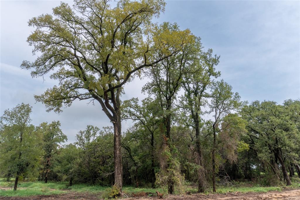 4750 Coleman Ranch Road Tolar, TX 76476 - Photo 9 of 16 a view of a forest with trees