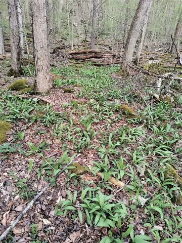 $55,000 | Chiloway Road, Hancock, NY 13783