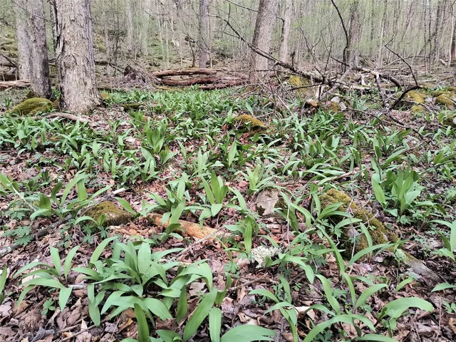 $55,000 | Chiloway Road, Hancock, NY 13783