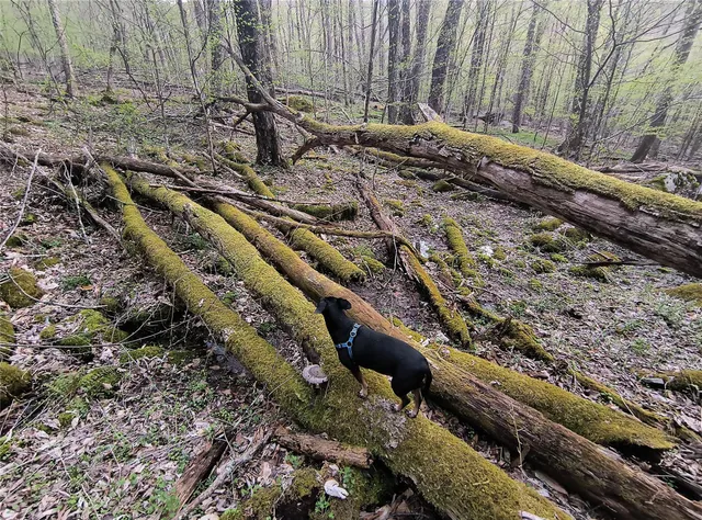 $55,000 | Chiloway Road, Hancock, NY 13783