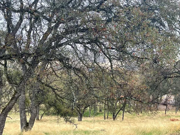 a view of a yard with a tree