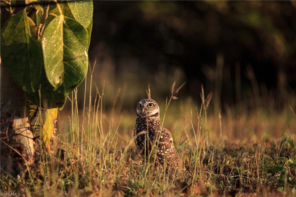 178 Bermuda Road Marco Island, FL 34145 - Photo 22 of 44 Burrowing owl in Tigertail Beach area