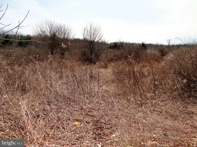 a view of a forest with trees in the background