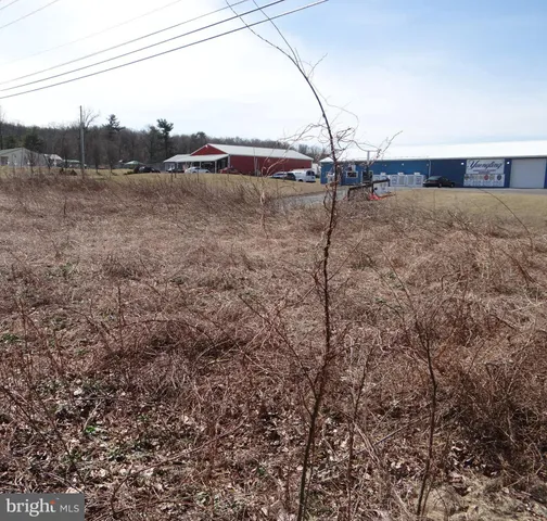 a view of a forest filled with trees