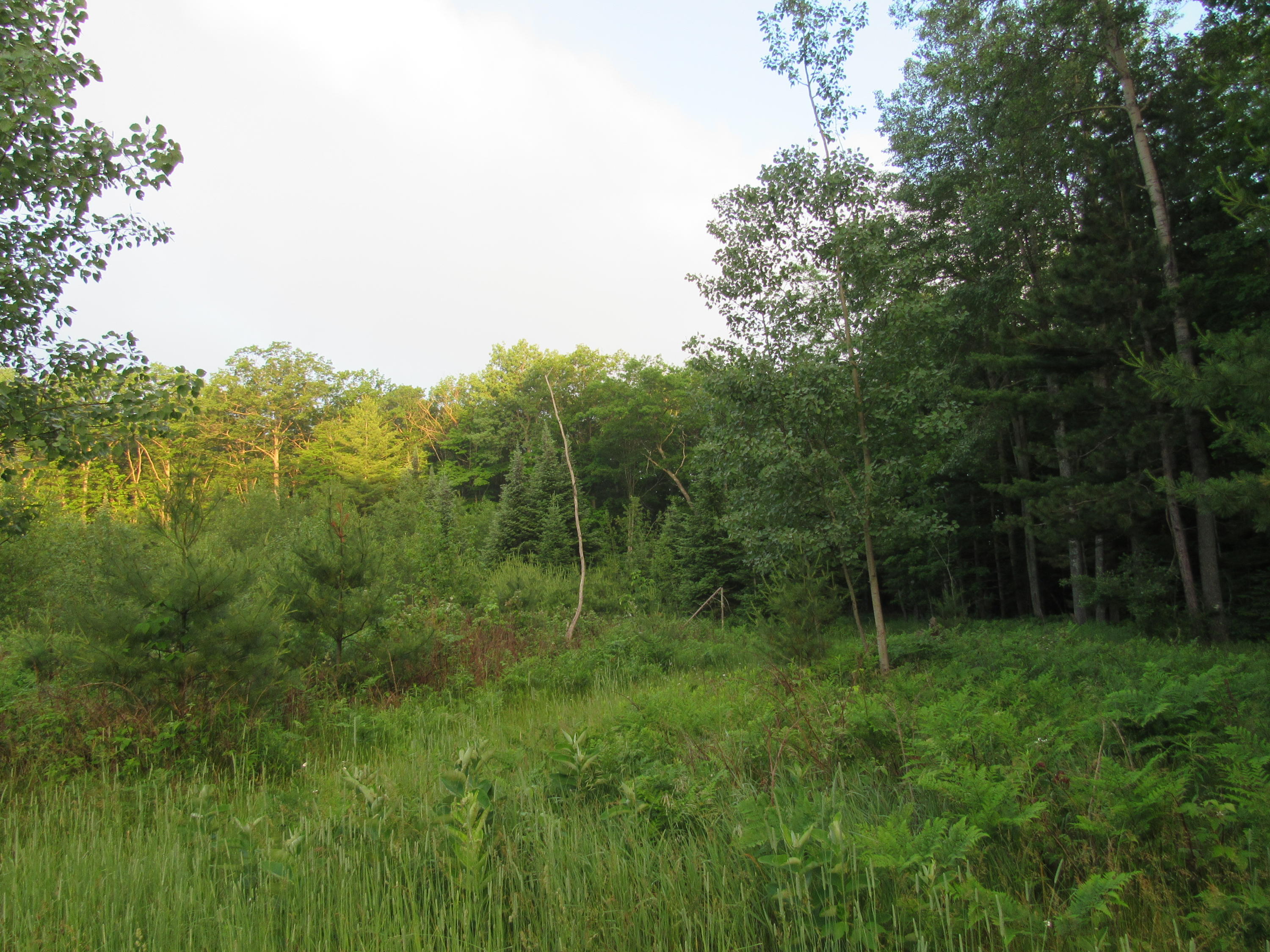 Beaver Lake Road Lachine, MI 49753 - Photo 3 of 7 Gallery Image 3