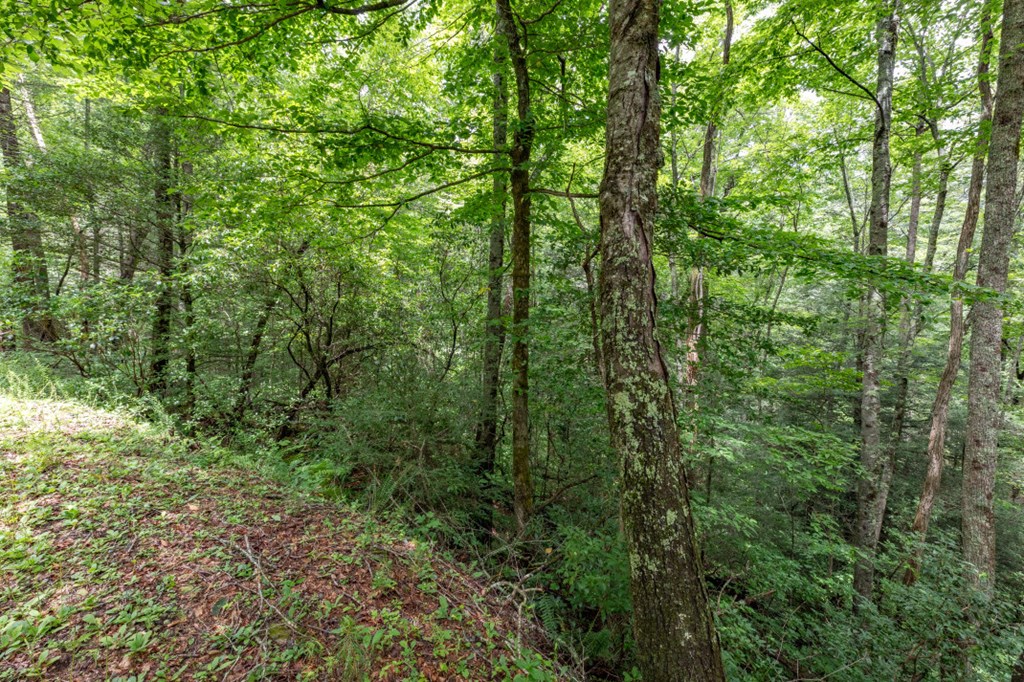 5.74-ac 5.74-ac Hardslate Road Ellijay, GA 30536 - Photo 7 of 11 Gallery Image 7