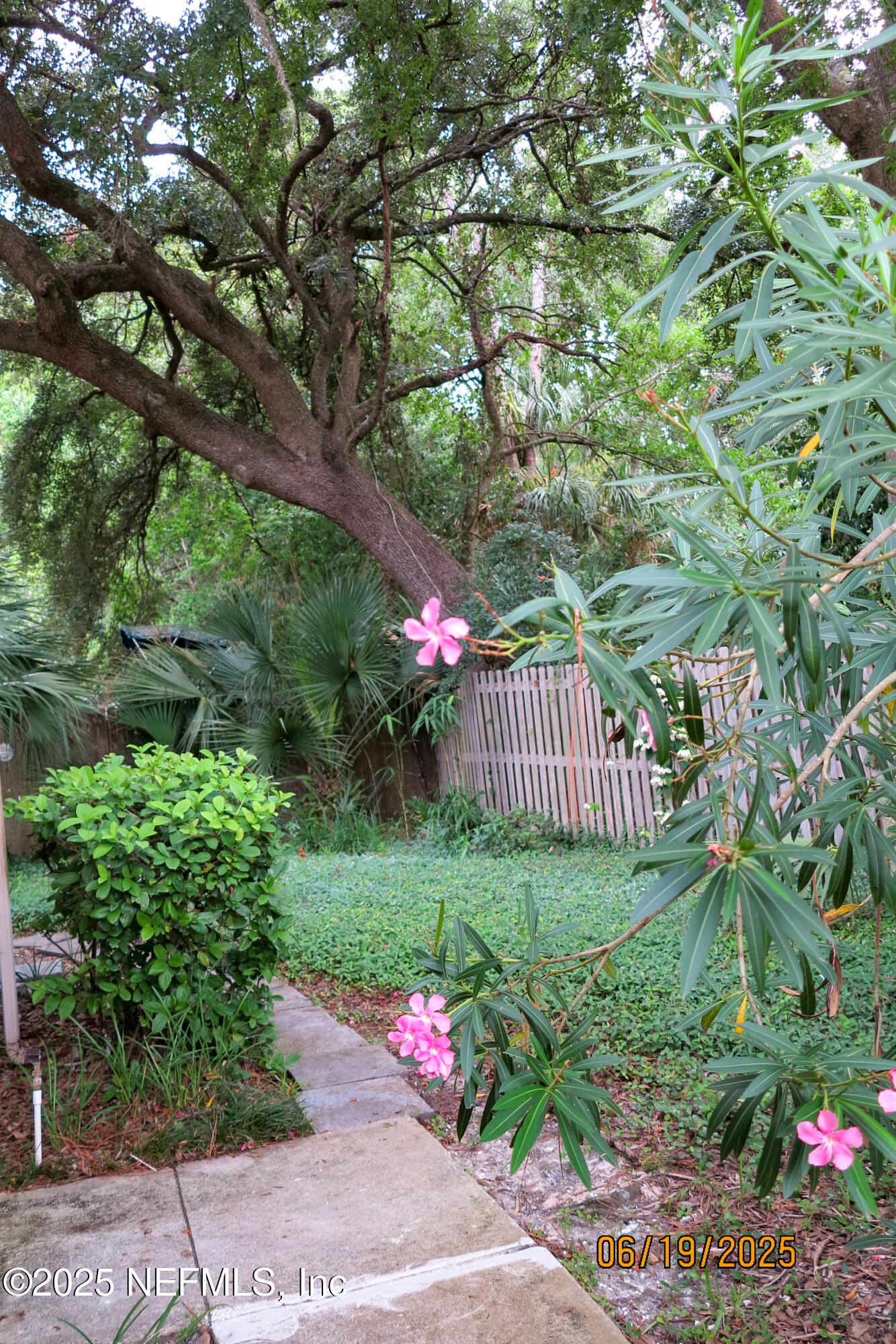 3801 Crown Point Road, Unit 1332 Jacksonville, FL 32257 - Photo 35 of 43 Beautiful Tree out back