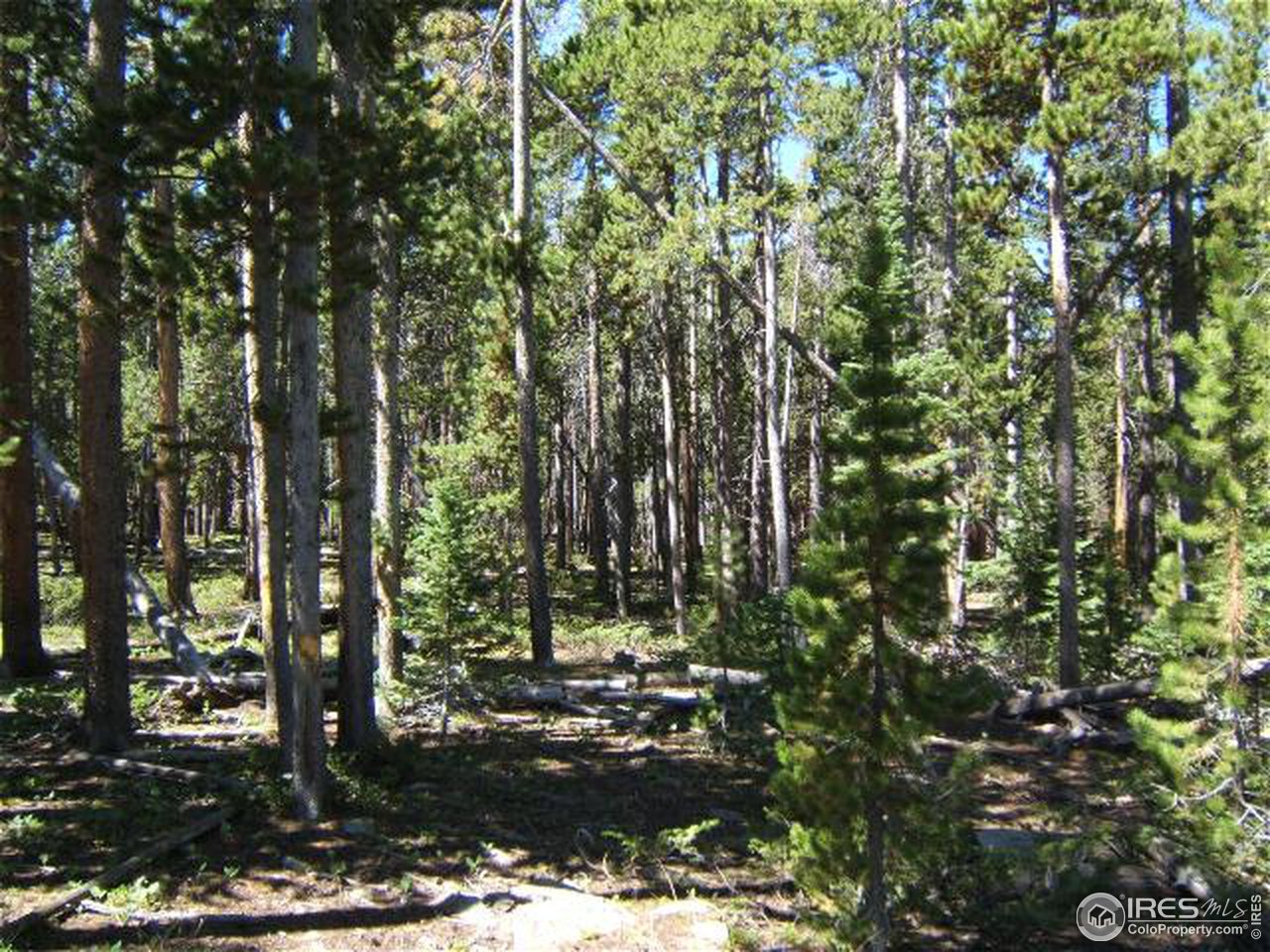 0 Picnic Pass Road Red Feather Lakes, CO 80545 - Photo 1 of 7 OldgrowthArea