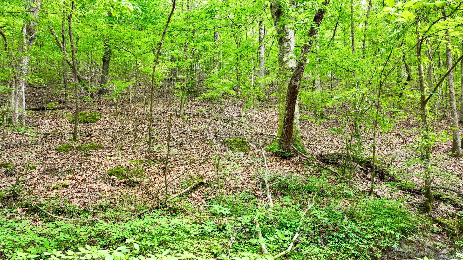 74 Backwoods Loop Counce, TN 38326 - Photo 19 of 38 a view of forest