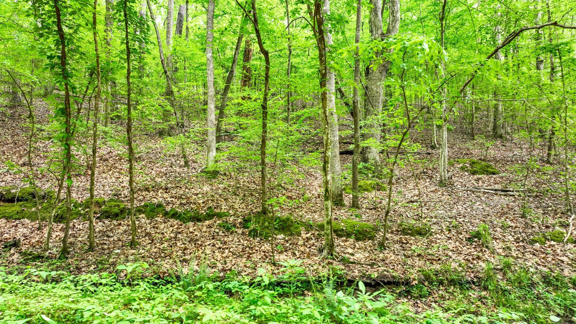 74 Backwoods Loop Counce, TN 38326 - Photo 20 of 38 a view of a garden