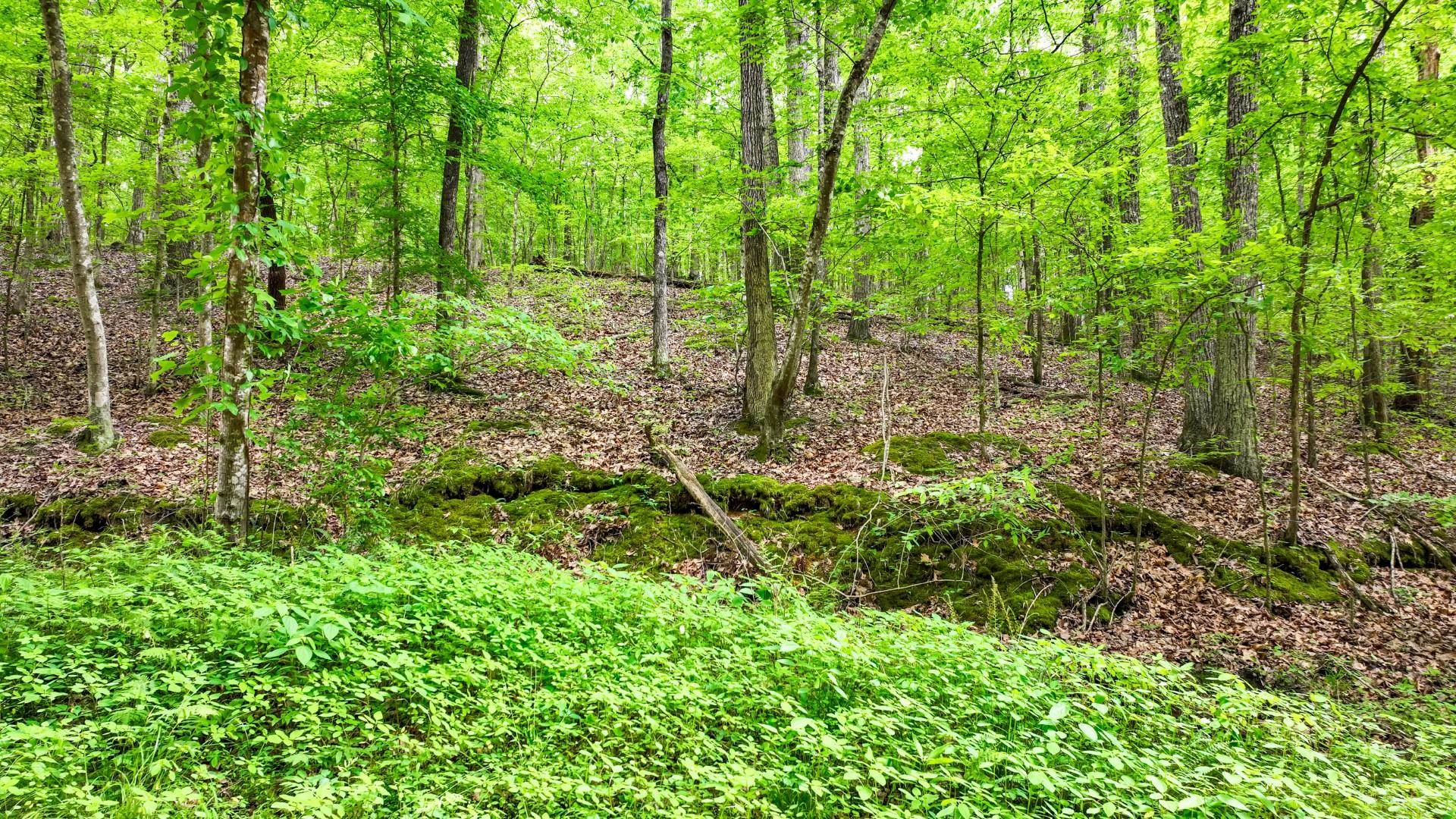 74 Backwoods Loop Counce, TN 38326 - Photo 21 of 38 a view of a garden with plants