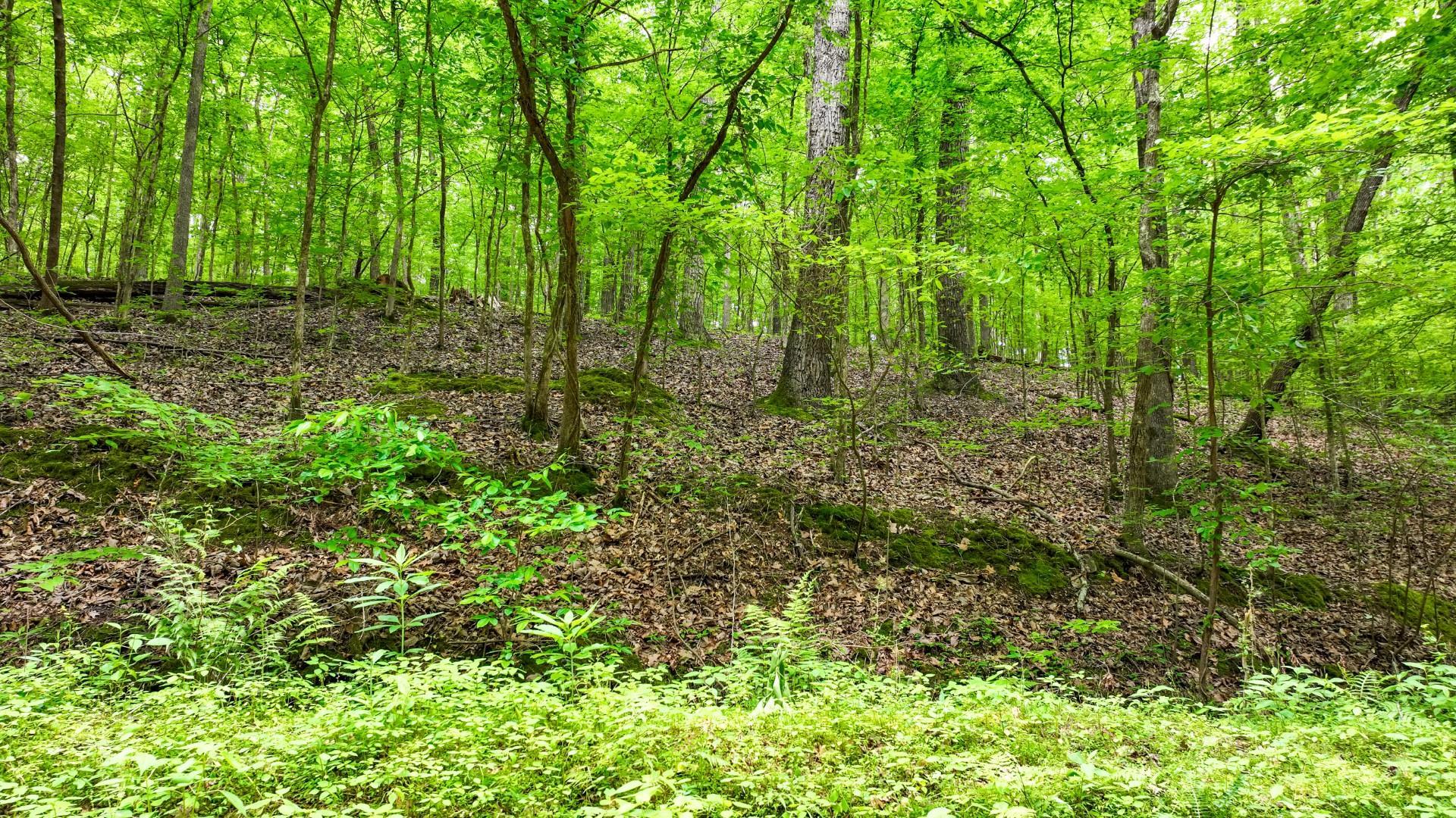 74 Backwoods Loop Counce, TN 38326 - Photo 23 of 38 a view of outdoor space and trees