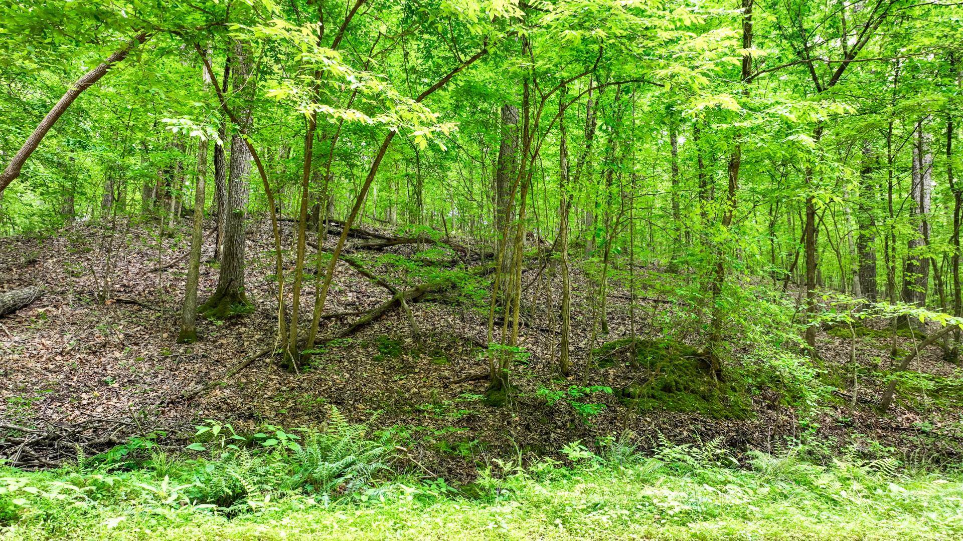 74 Backwoods Loop Counce, TN 38326 - Photo 24 of 38 a view of forest