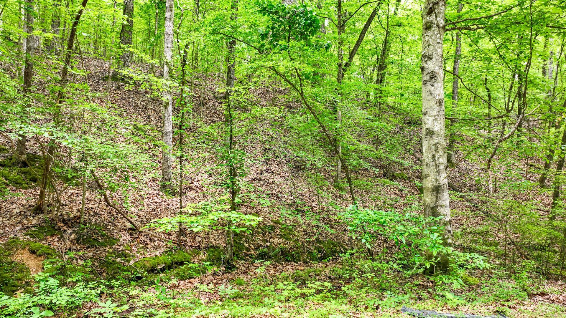 74 Backwoods Loop Counce, TN 38326 - Photo 27 of 38 a view of a lush green forest