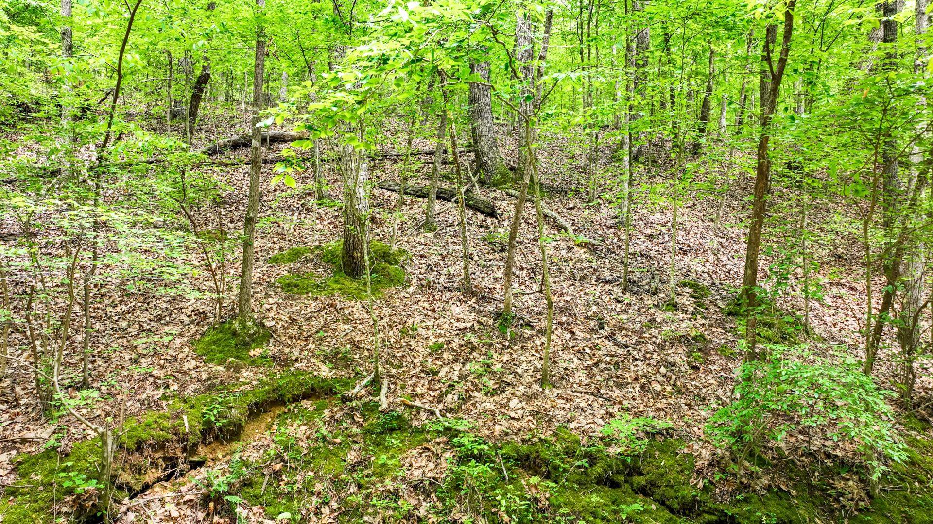 74 Backwoods Loop Counce, TN 38326 - Photo 28 of 38 a close up of a plant in a garden