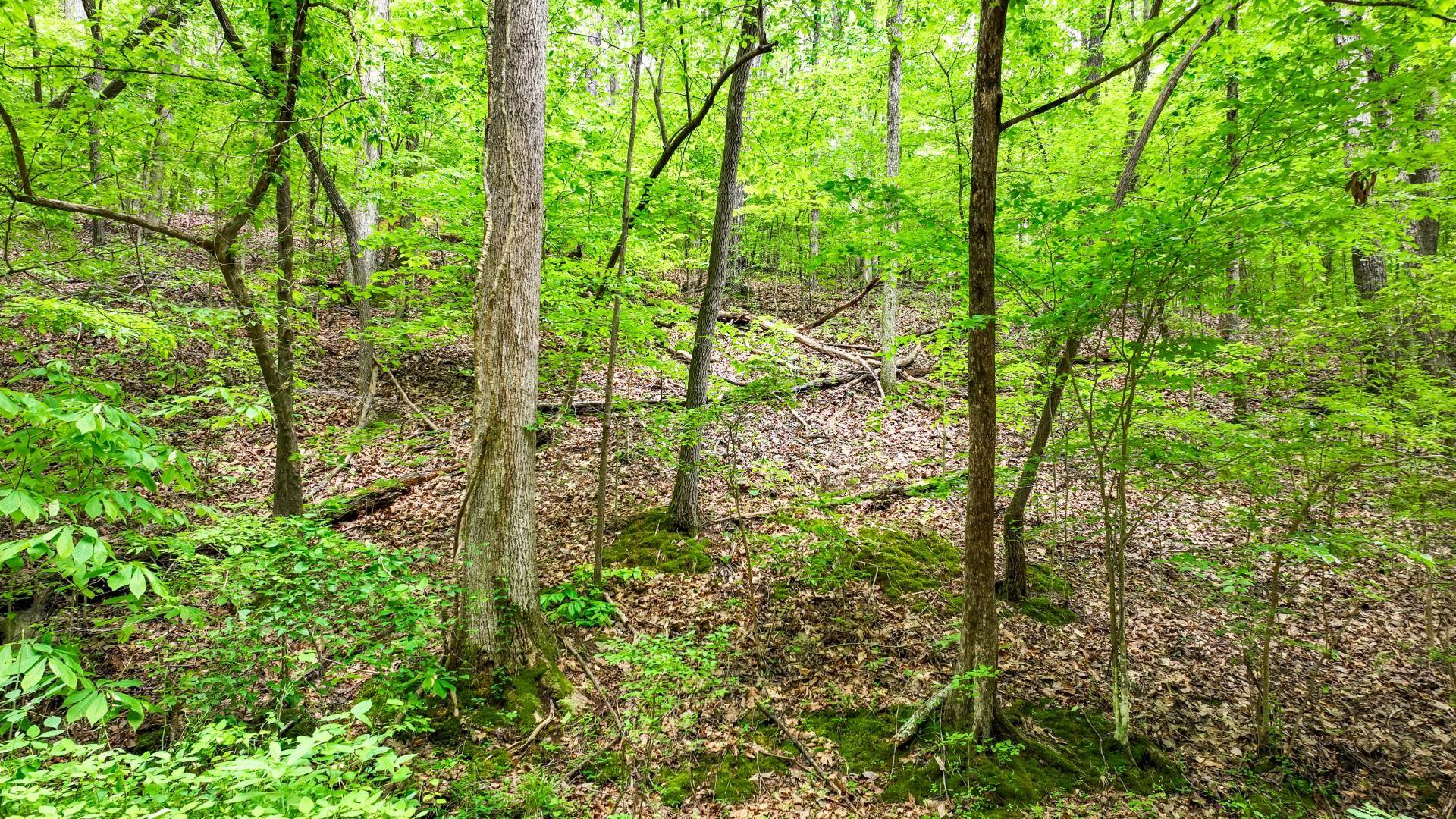 74 Backwoods Loop Counce, TN 38326 - Photo 29 of 38 a view of forest