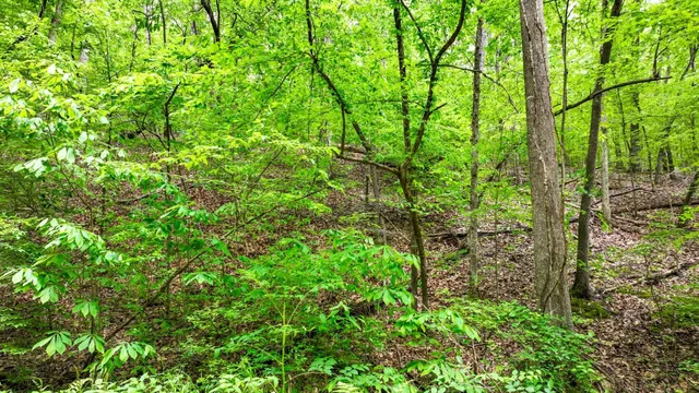 a view of a lush green forest