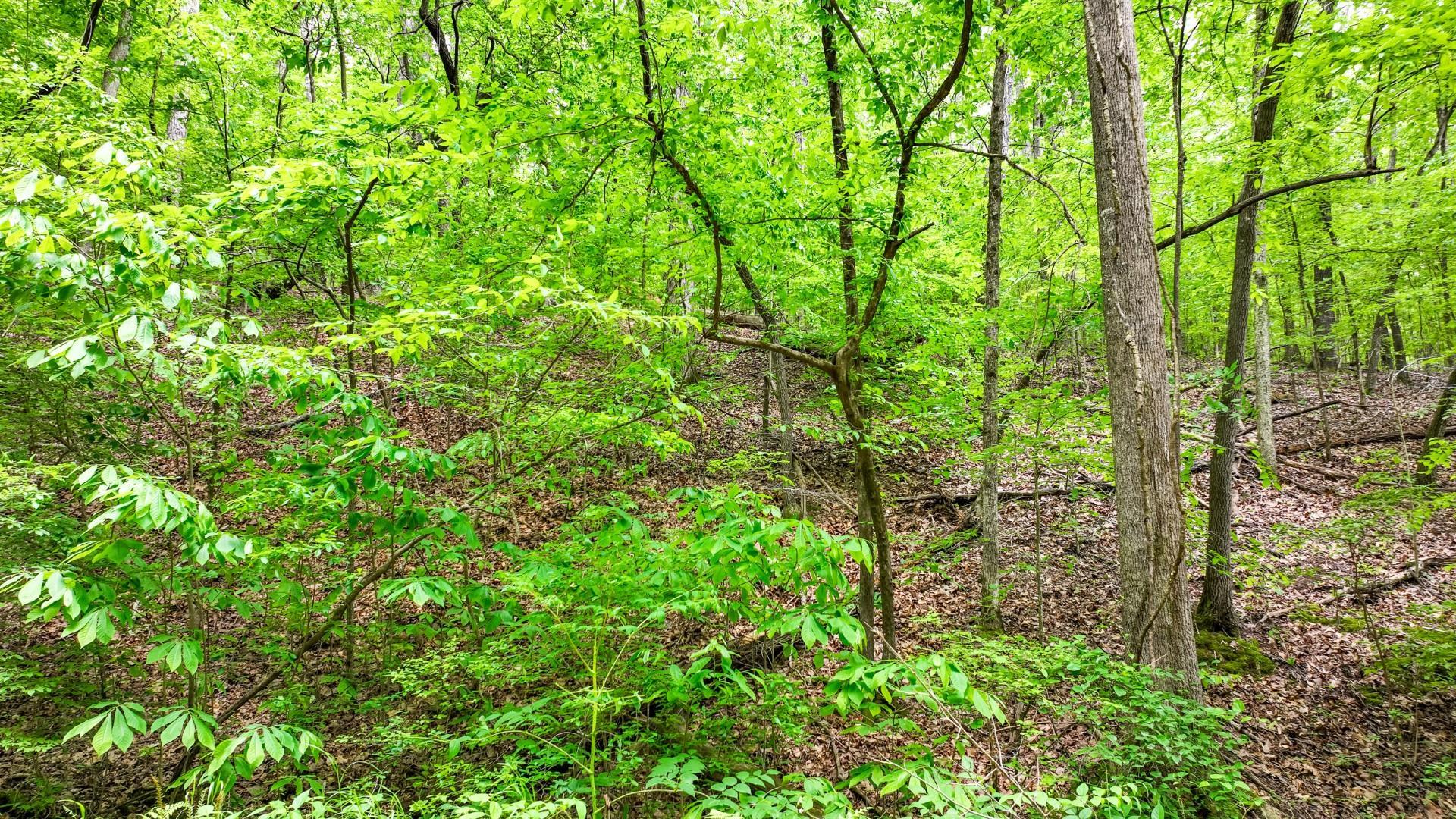 74 Backwoods Loop Counce, TN 38326 - Photo 31 of 38 a view of a lush green forest with lots of trees