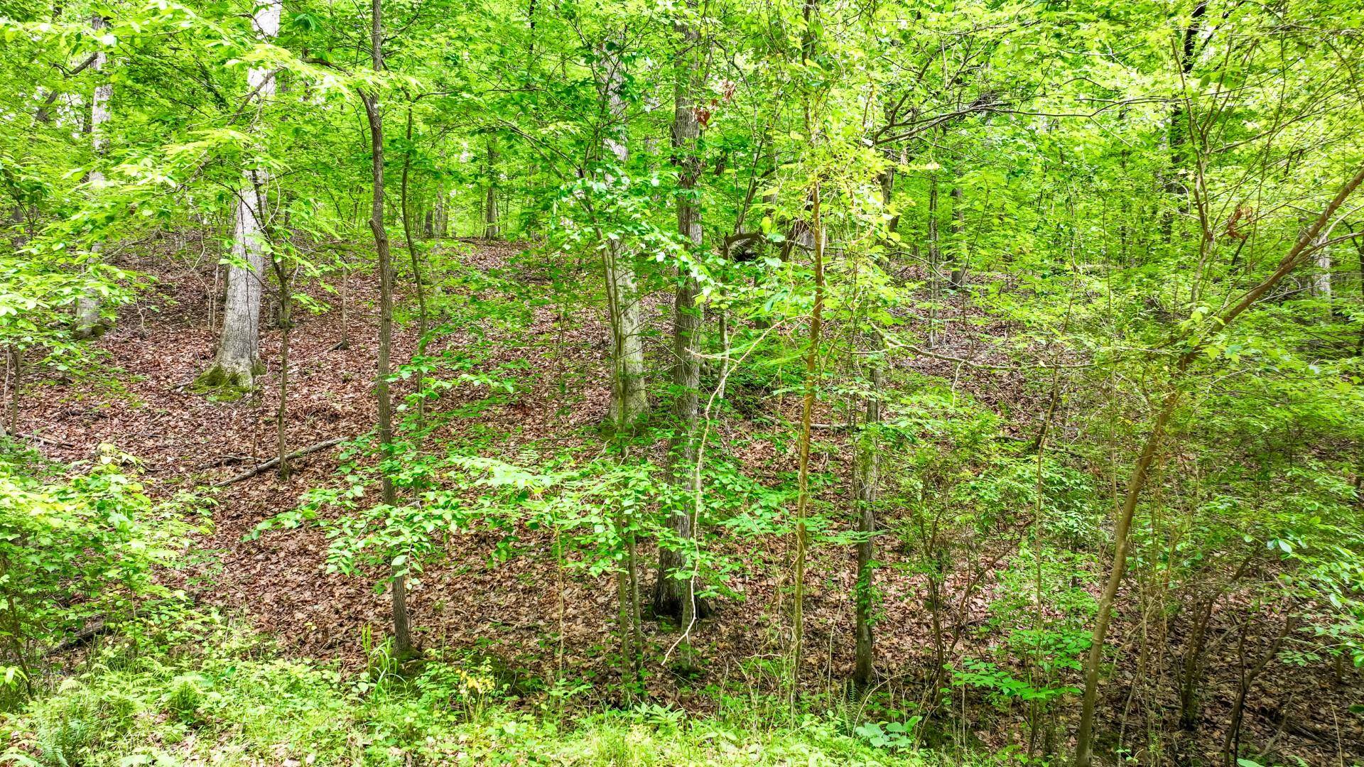 74 Backwoods Loop Counce, TN 38326 - Photo 32 of 38 a view of a lush green forest