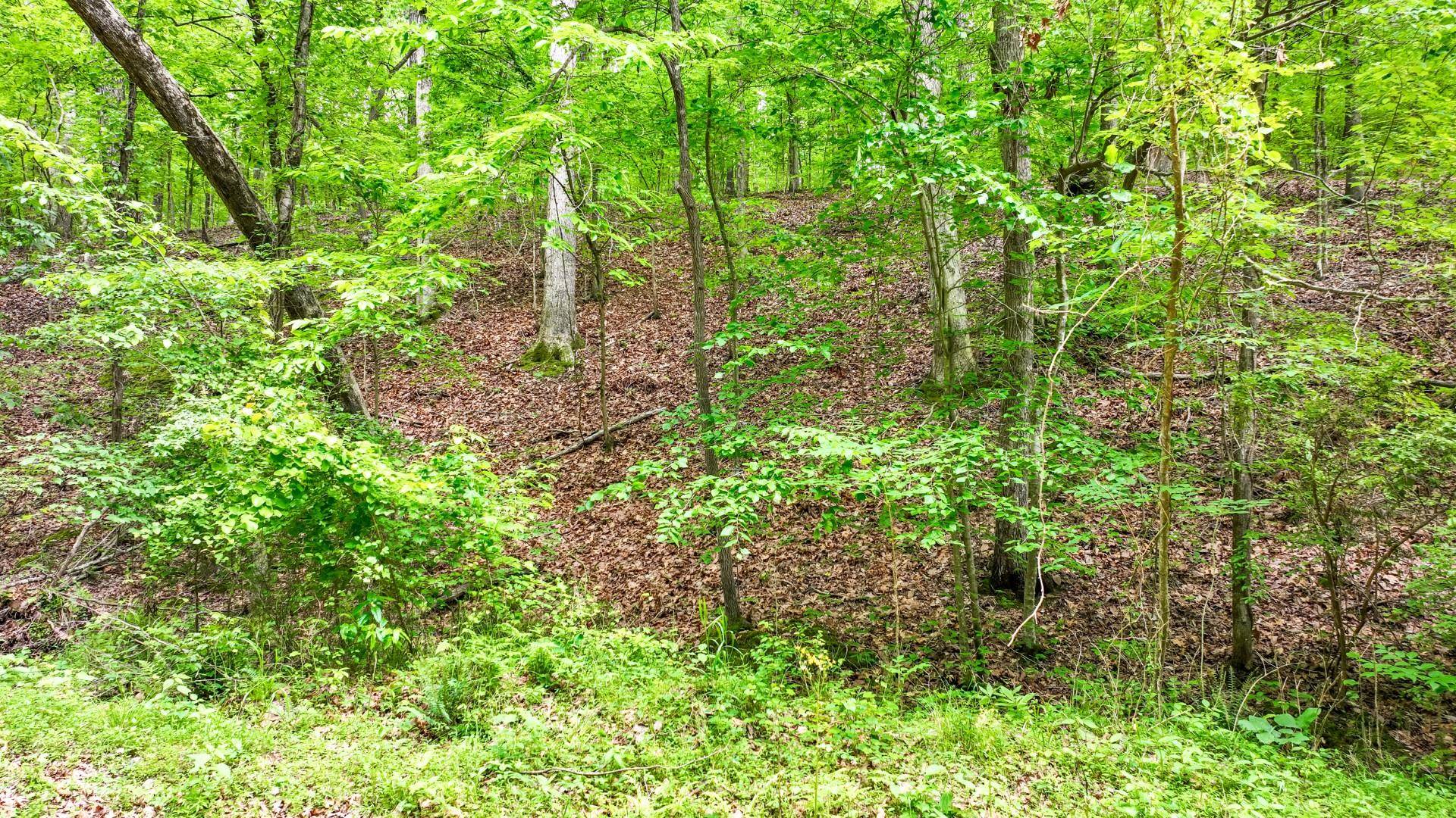 74 Backwoods Loop Counce, TN 38326 - Photo 33 of 38 a plant view in yard