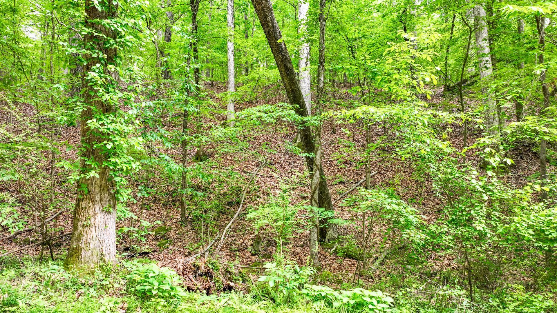 74 Backwoods Loop Counce, TN 38326 - Photo 34 of 38 a plant view in yard