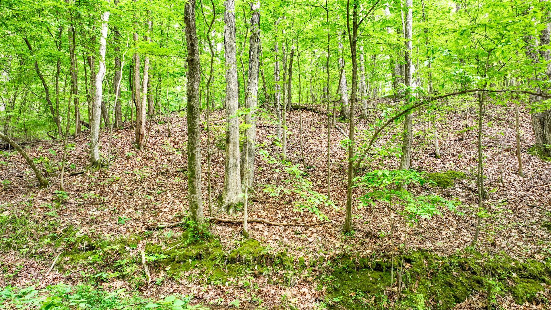 74 Backwoods Loop Counce, TN 38326 - Photo 37 of 38 a view of a garden