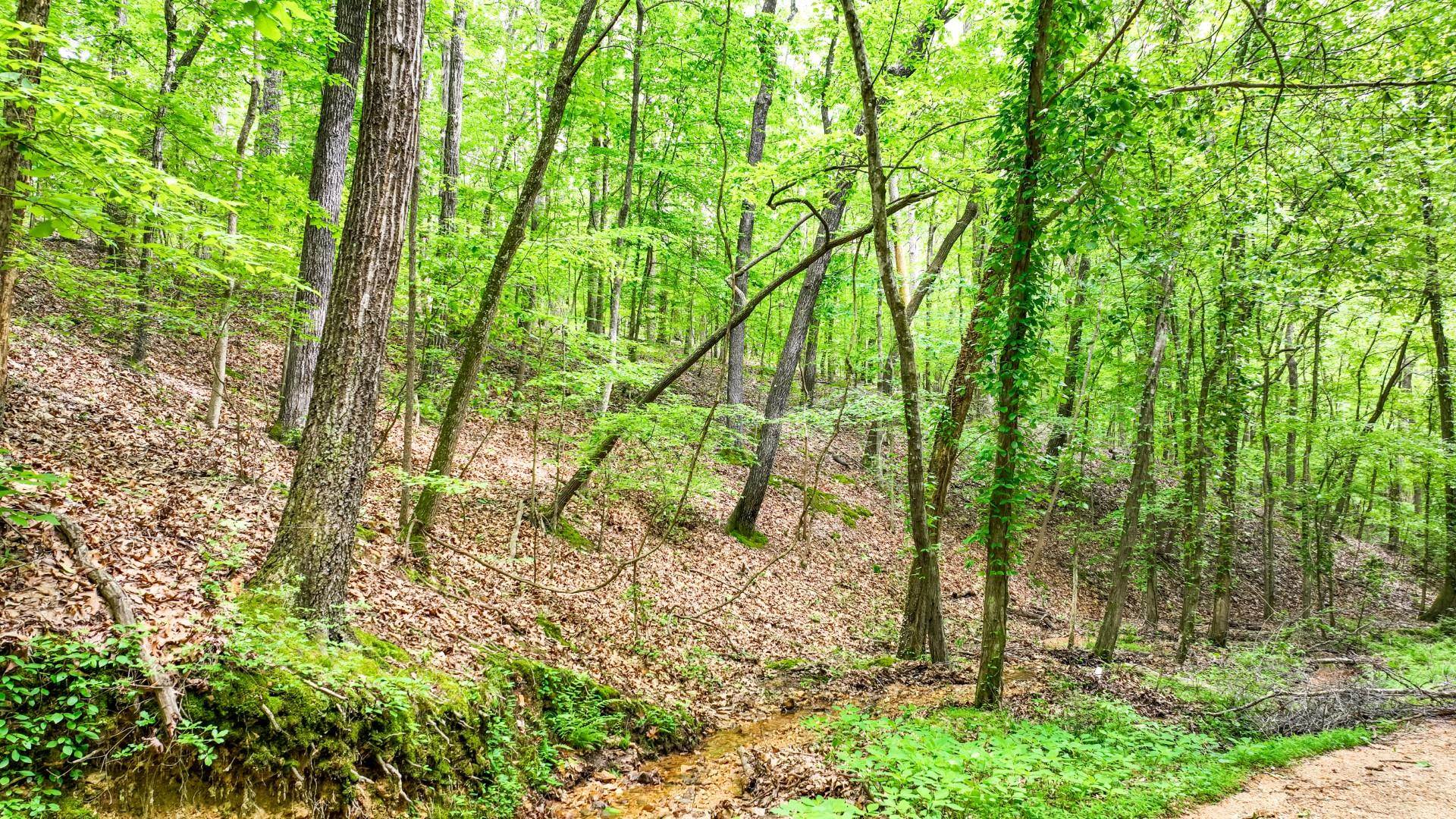 74 Backwoods Loop Counce, TN 38326 - Photo 7 of 38 a backyard of a house with lots of green space