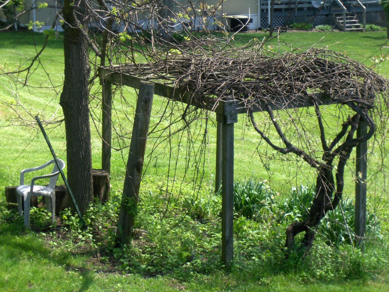2 Rr Marlinton, WV 24954 - Photo 4 of 13 Grape Arbor