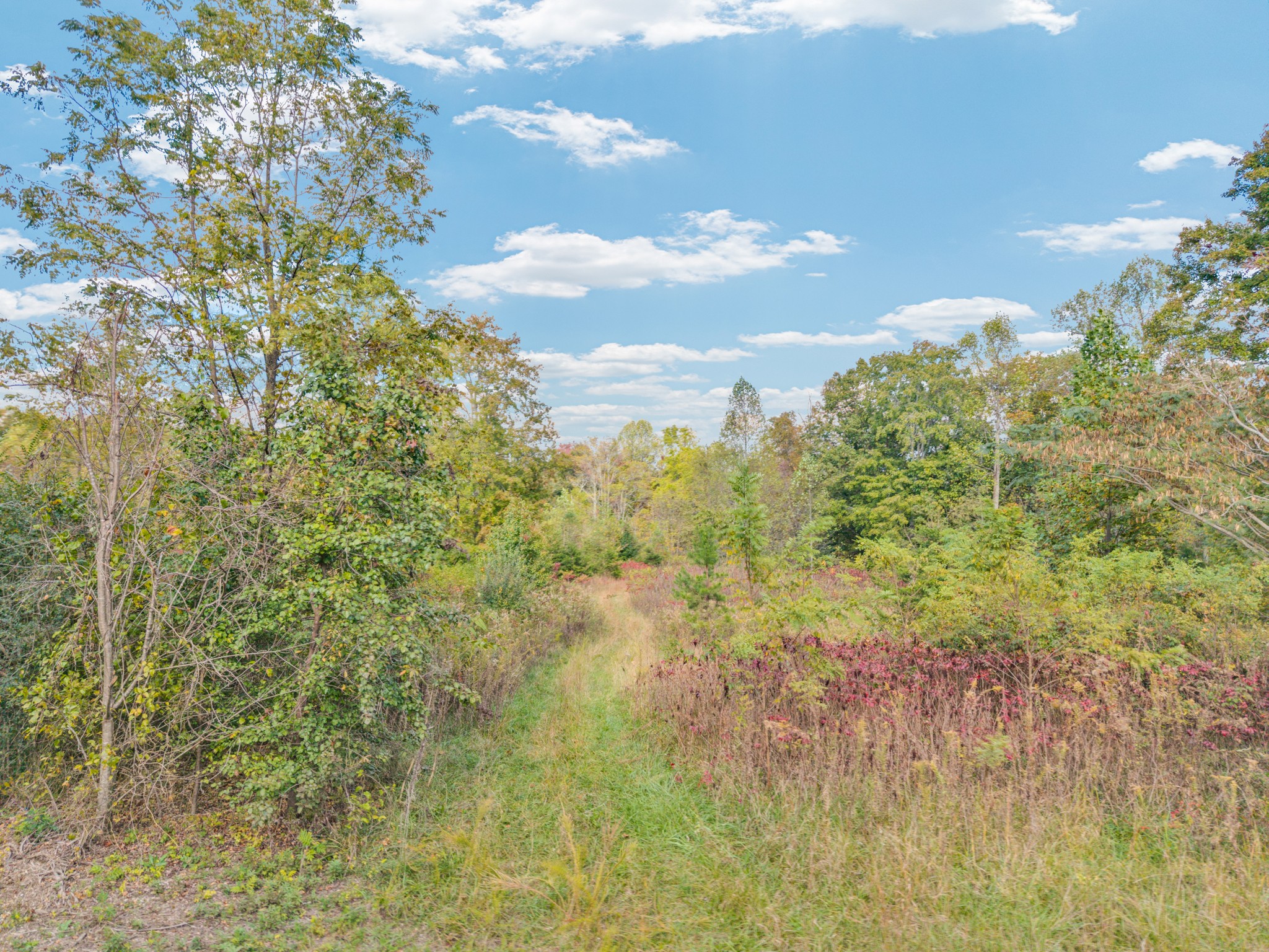 a view of a bunch of trees and bushes
