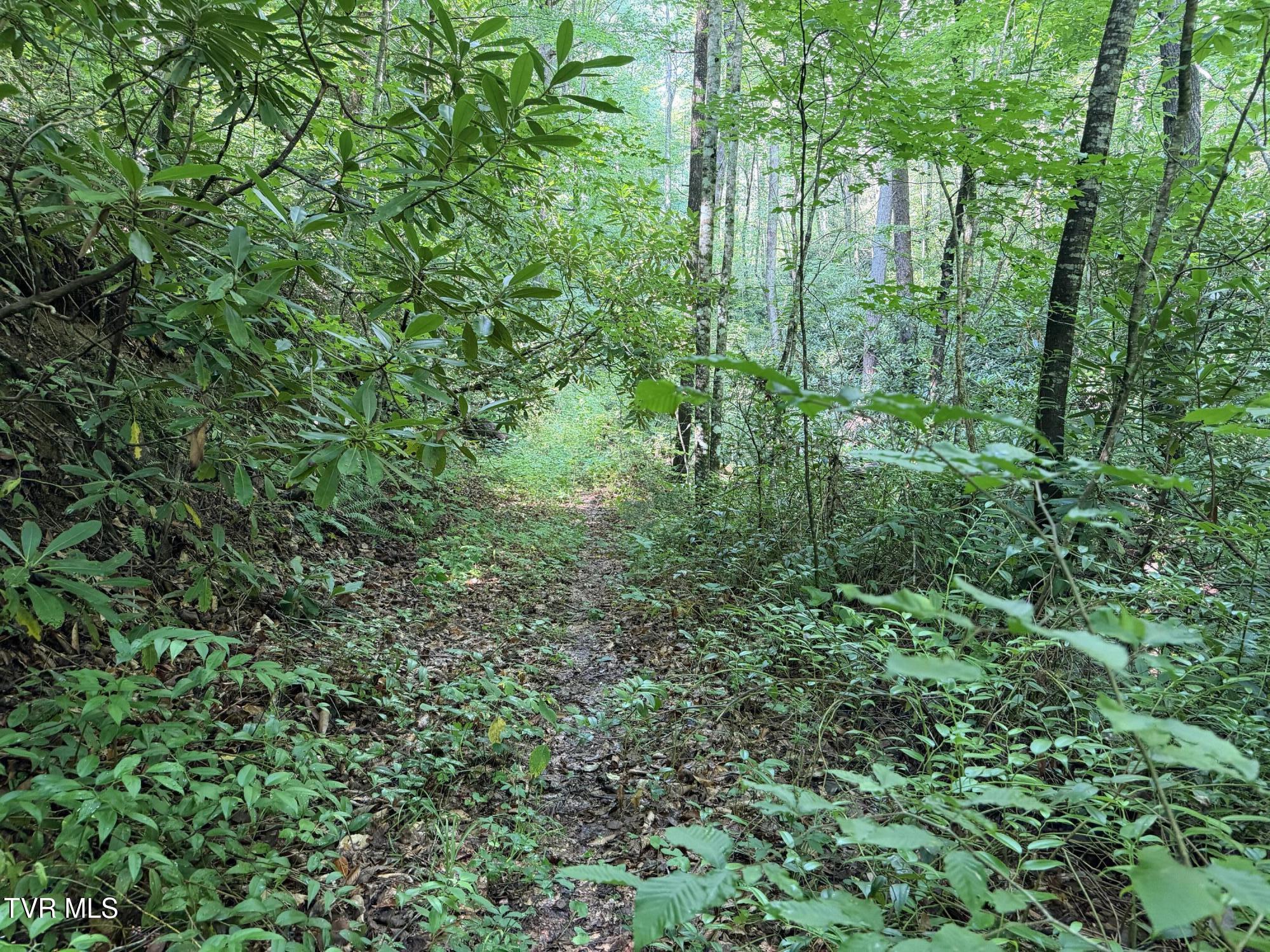 0 East Highway 25 70, Unit 9 Del Rio, TN 37727 - Photo 13 of 19 IMG_6576