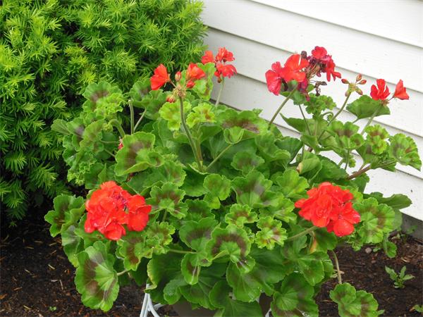 8 Leatherchip Road Holbrook, MA 02343 - Photo 11 of 18 a view of a flower