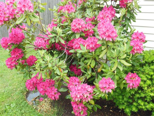 8 Leatherchip Road Holbrook, MA 02343 - Photo 12 of 18 a view of a flower