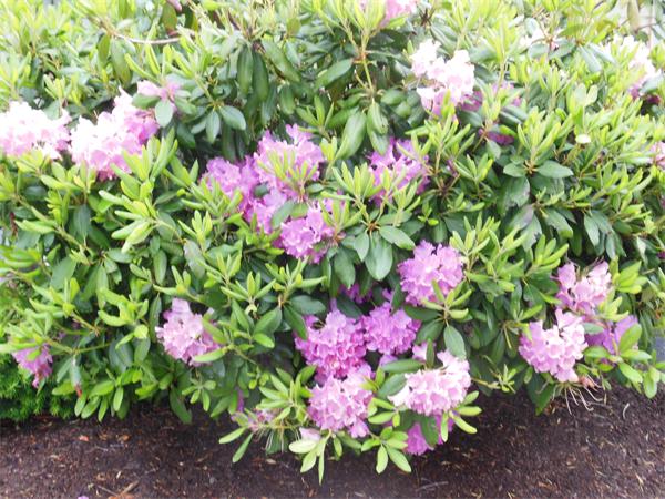 8 Leatherchip Road Holbrook, MA 02343 - Photo 13 of 18 a flower view