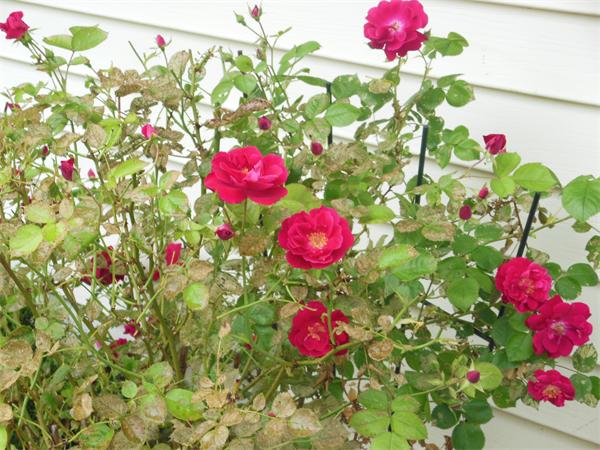 8 Leatherchip Road Holbrook, MA 02343 - Photo 10 of 18 a view of a flower
