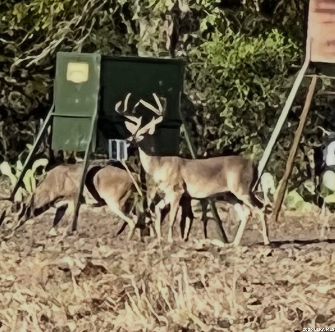 365 Bluff Creek Road North Center Point, TX 78010 - Photo 47 of 50